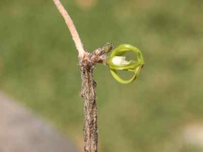 cynanchum-marnierianum-rauh