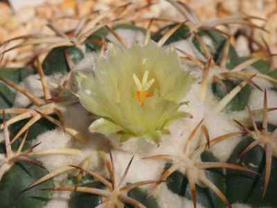 coryphantha-engelmann-lemaire-1868