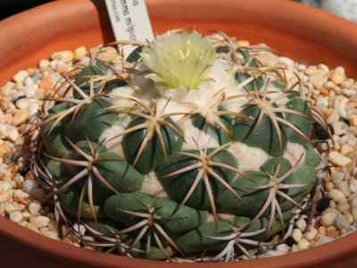 coryphantha-elephantidens-lemaire-lemaire-1868