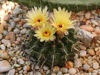 parodia-mammulosa-spp-submammulosa-lemaire-hofacker-1998