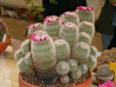 mammillaria-spinosissima-spp-pilcayensis-bravo-1958