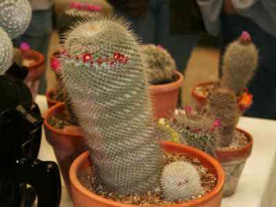 mammillaria-dixanthocetron-backeberg-1963