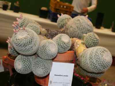 mammilloydia-buxbaum-1951