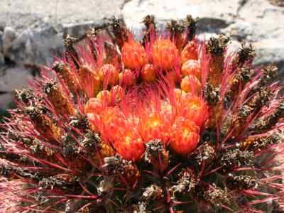 ferocactus-pilosus-werdermann-1933