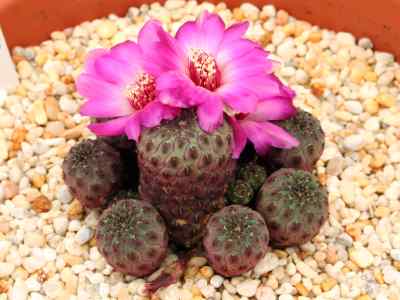 rebutia-canigueralii-cárdenas-1964