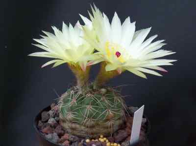 parodia-crassigibba-f--ritter-n--p--taylor-1987