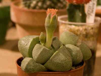 pleiospilos-nelii-schwantes
