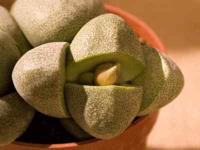 pleiospilos-n-e-br--1925