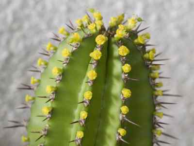 euphorbia-fruticosa-edgew-1847