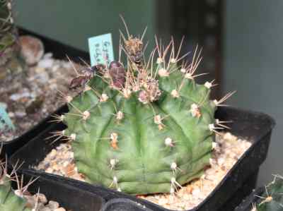gymnocalycium-ochoterenae-backeberg-1936