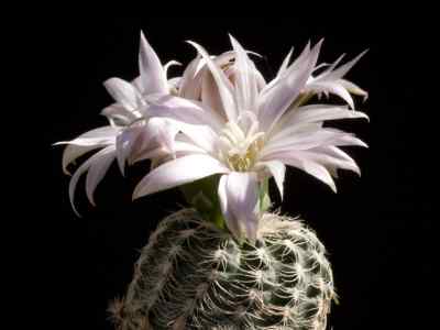 gymnocalycium-pfeiffer-ex-mittler-1844