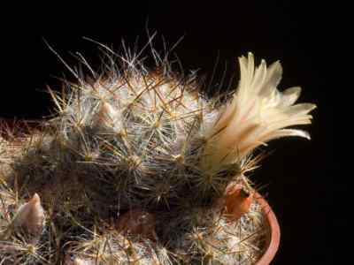 mammillaria-prolifera-haworth-1812