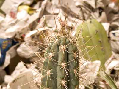 stetsonia-salm-dyck-britton--rose-1920