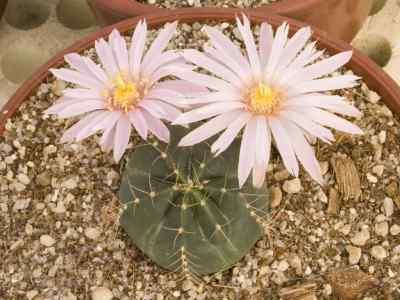 echinocereus-knippelianus-liebner-1895