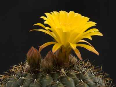 matucana-britton--rose-1922