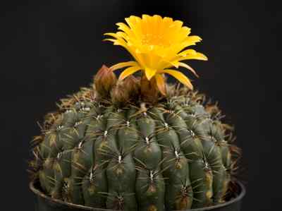 matucana-aureiflora-f--ritter-1965