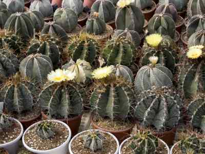 astrophytum-lemaire-1839