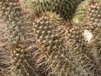 mammillaria-capensis-r--t--craig-1945