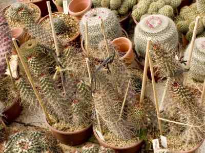 cochemiea-k--brandegee-walton-1899