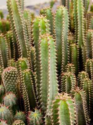 euphorbia-canariensis-l-1753