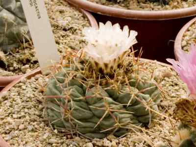 thelocactus-hexaedrophorus-spp-lloydii-britton--rose-n--p--taylor-1998