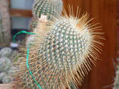 mammillaria-magnifica-buchenau-1967
