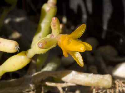 hatiora-britton--rose-1923