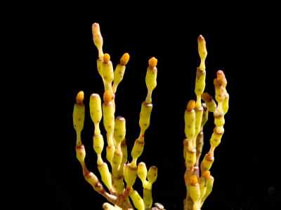 hatiora-salicornioides-britton--rose-1915