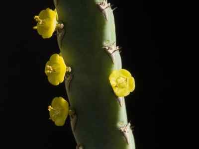 euphorbia-debilispina-l-c-leach1992