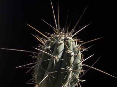 stetsonia-coryne-salm-dyck-britton--rose-1920