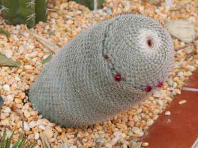 mammillaria-haageana-pfeiffer-1836