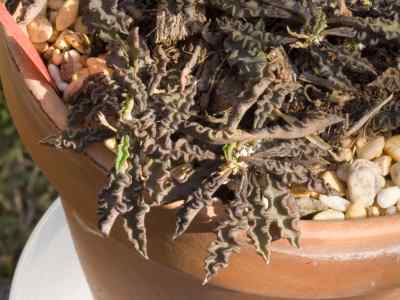 euphorbia-decaryi-guillaumin1934