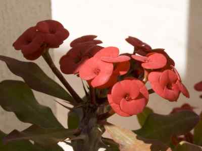 euphorbia-milii-des-moul-1826