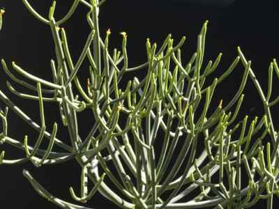 euphorbia-aphylla-brouss-1809