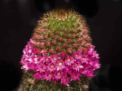 mammillaria-spinosissima-lemaire-1838
