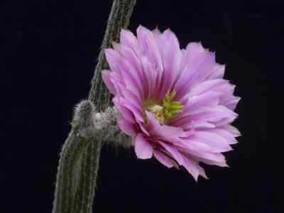 echinocereus-poselgeri-lemaire-1868