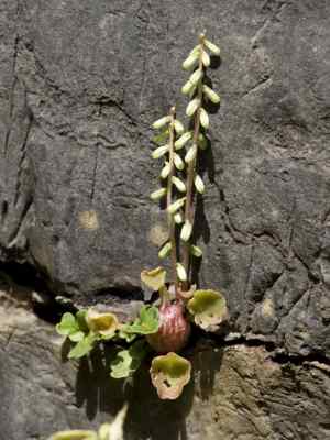 umbilicus-rupestris-salisb-dandy--rib-1948