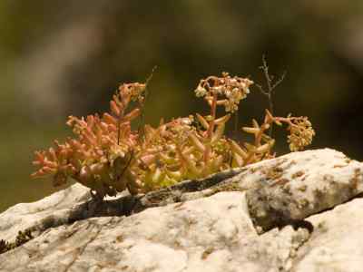 sedum-l-1753