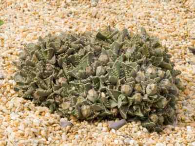faucaria-felina-spp-tuberculosa-