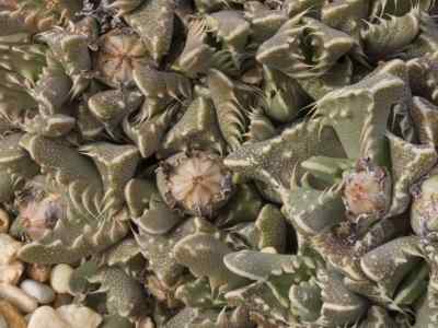 faucaria-m-h-g--schwantes-en-1926