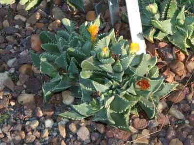 faucaria-felina-l--schwantes
