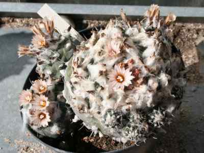 turbinicarpus-jauernigii-g--frank-1993