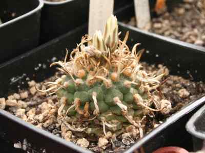 turbinicarpus-rioverdensis-g--frank-1992