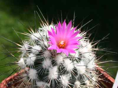 turbinicarpus-mandragora-fric-ex-a--berger-a--d--zimmerman-1991