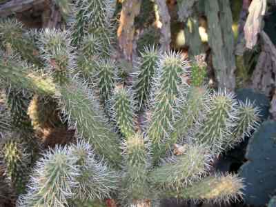 cylindropuntia-bigelovii-engelm--f-m-knuth1936-