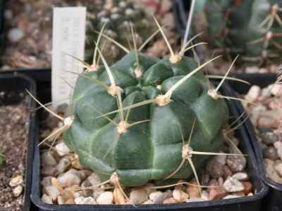 gymnocalycium-monvillei-lemaire-britton--rose-1922