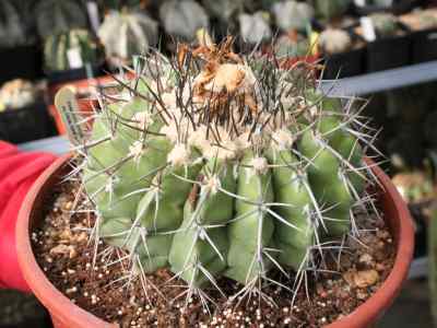 discocactus-pfeiffer-1837