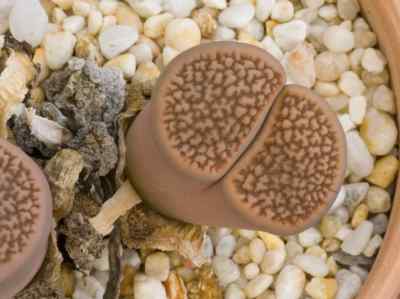 lithops-hookeri-a-berger-schwantes1928-