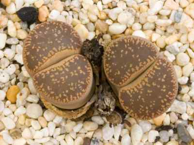 lithops-aucampiae-spp-aucampiae-