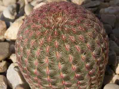 echinocereus-rigidissimus-f--haage-1897
